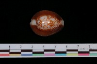 藏品(雪山寶螺)的圖片